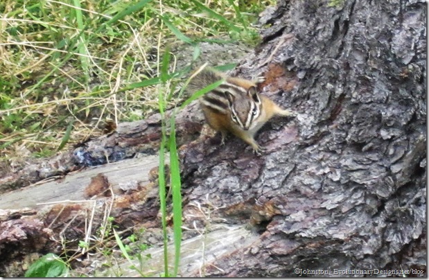 chipmonk thumb1 On Vacation For the Week
