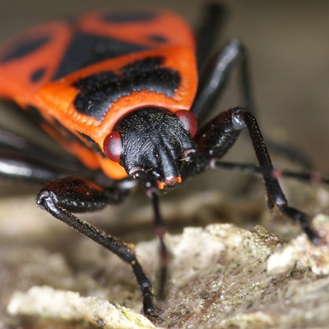 firebug.jpg