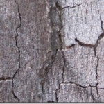 tree-bark-1.jpg