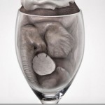 elephant_49.jpg