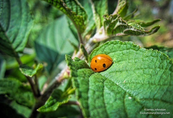 ladybug-1_thumb2_thumb3.jpg