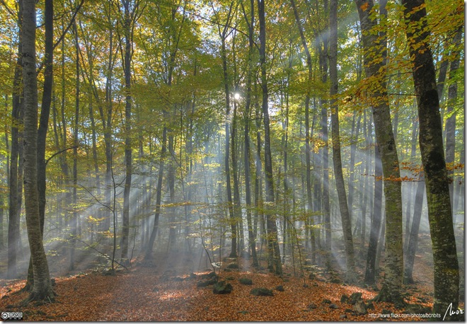 mistyforest thumb 52 Beautiful Examples  of HDR Photography